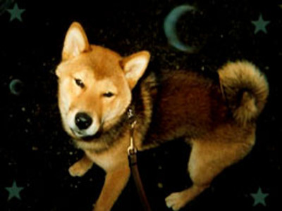 a canine customer